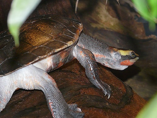 AUST SHORT NECK, Cal Zoo photo archive