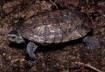 Caspain Pond Turtle 2, Cal Zoo photo archive