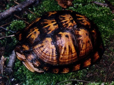 Eastern Box Turtle 2, Cal Zoo photo archive