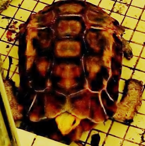 IvorianHingebackTortoise, Cal Zoo photo archive