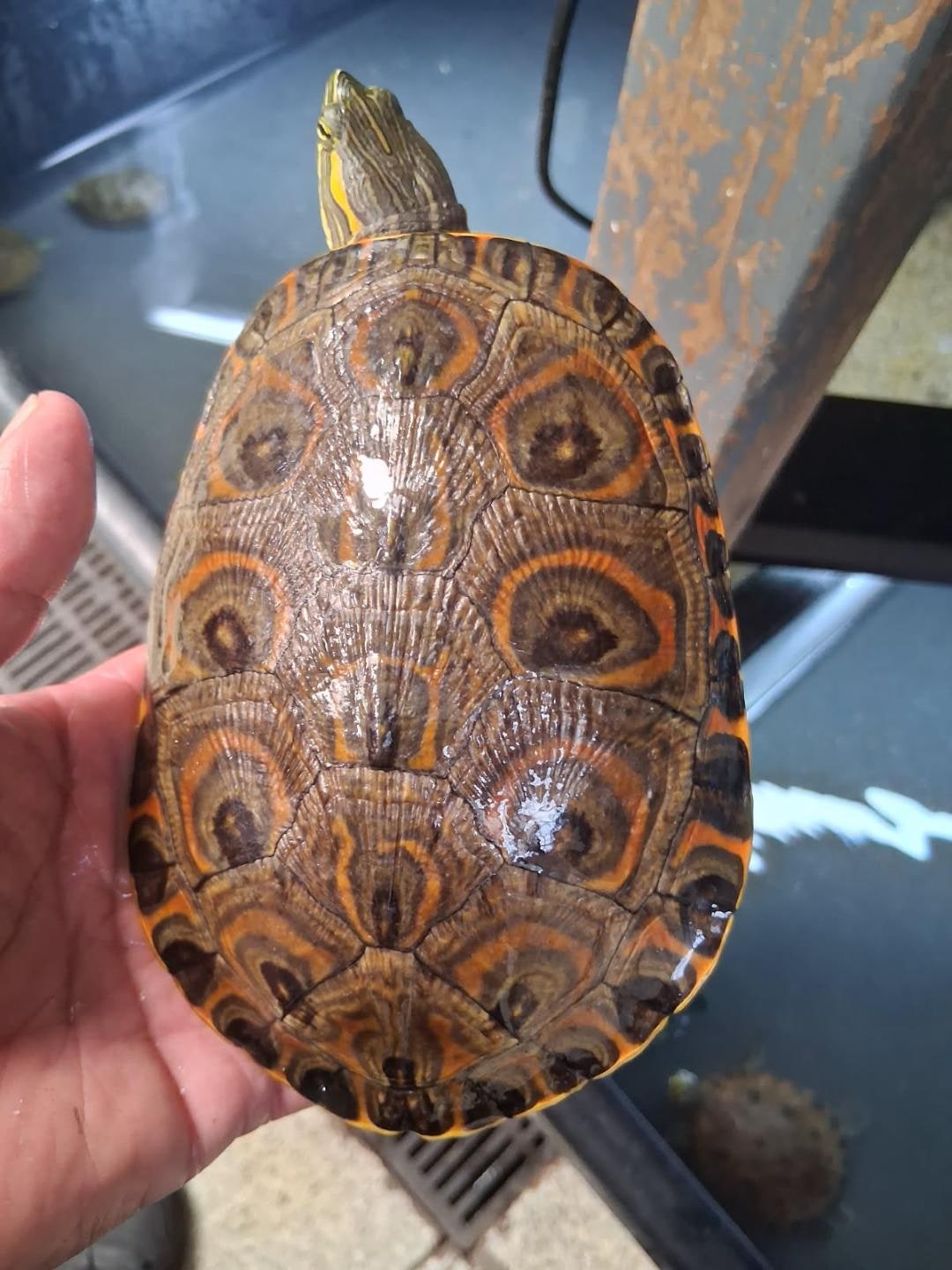 Nicaraguan River Cooter, Cal Zoo photo archive