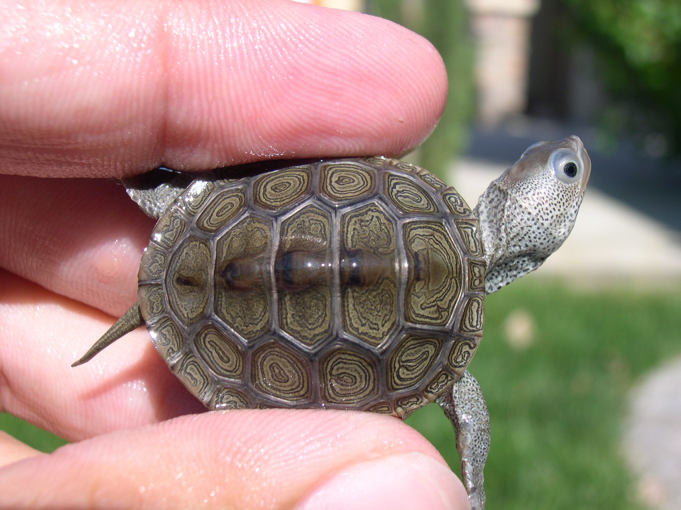 Northern Hatchling 3, Cal Zoo photo archive