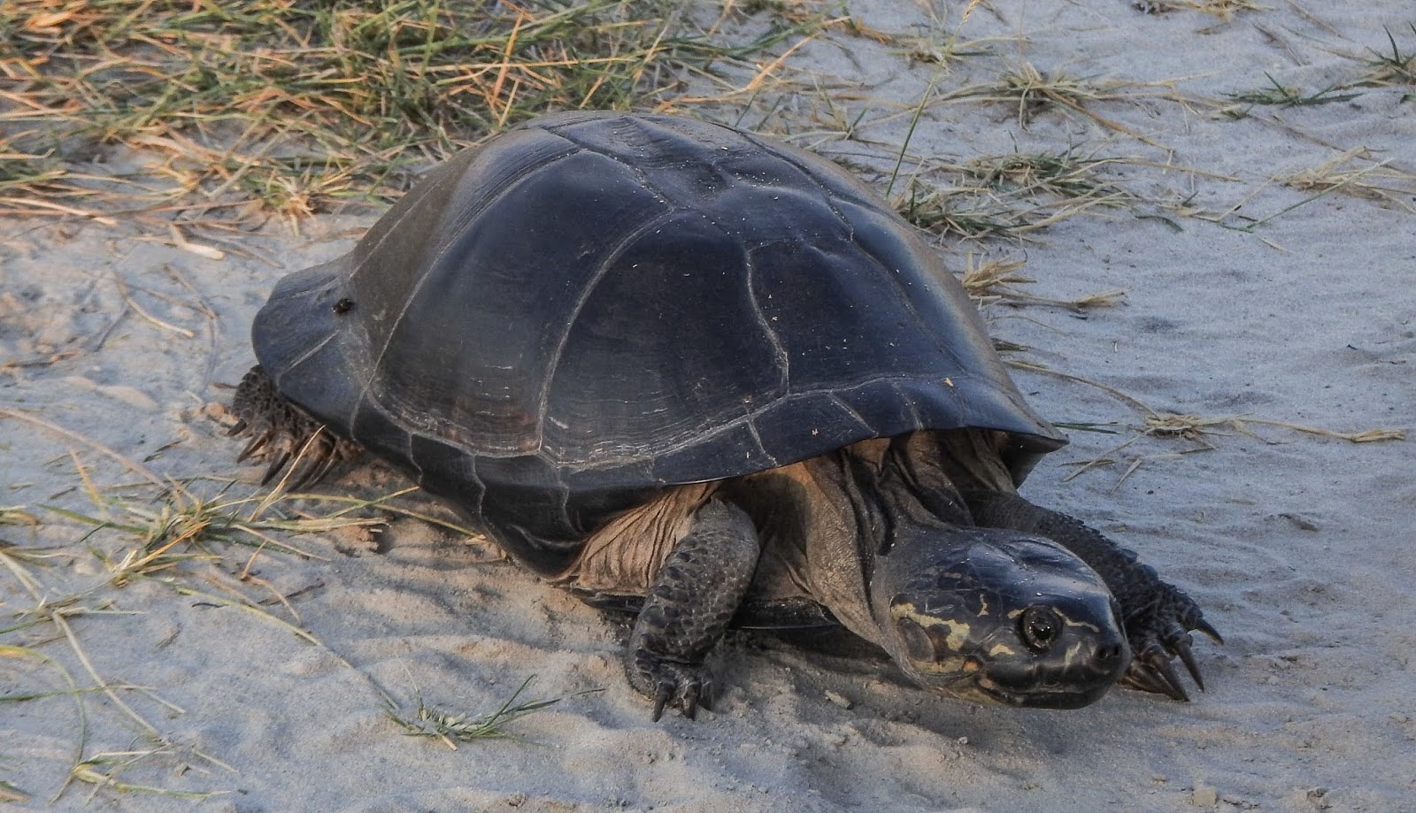 Okavango Terrapin, Cal Zoo photo archive