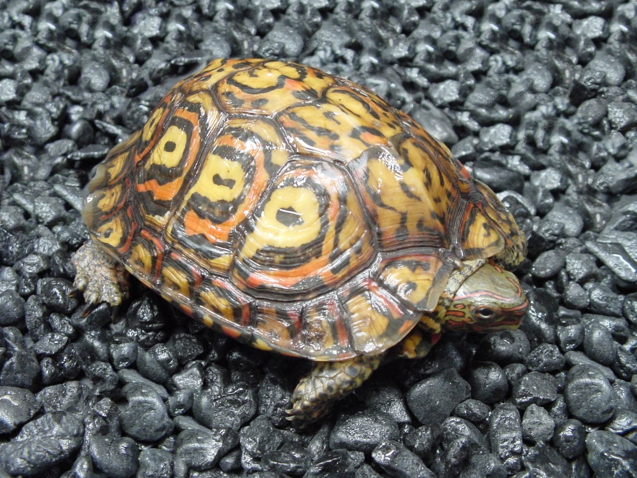 Ornate Wood Turtle, Cal Zoo photo archive