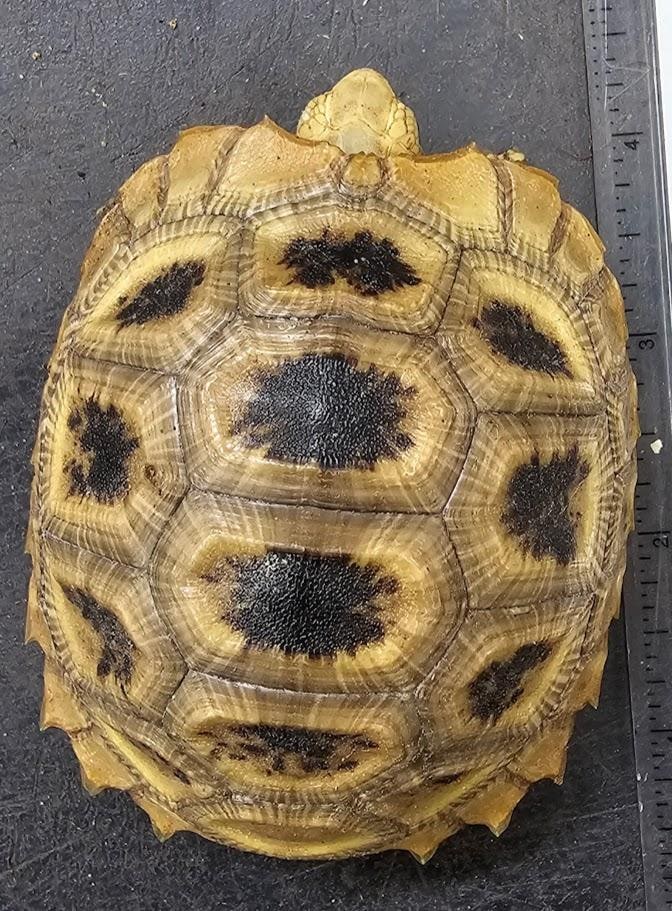 TORTOISE ELONGATED CB 1, Cal Zoo photo archive