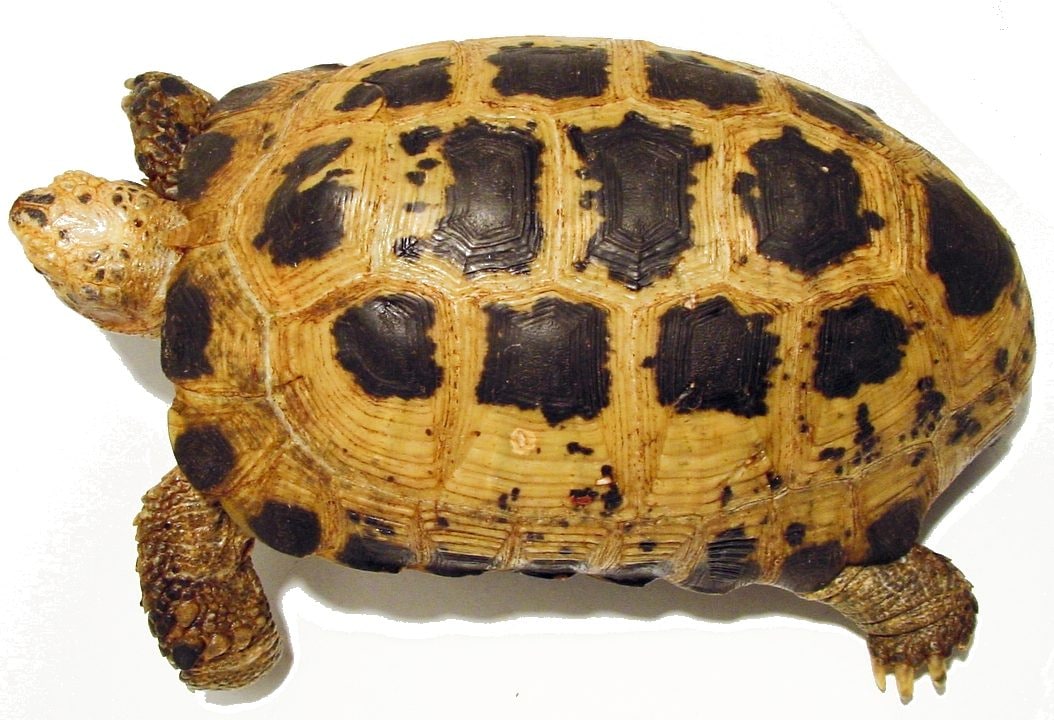 Tortoise Forsten S, Cal Zoo photo archive