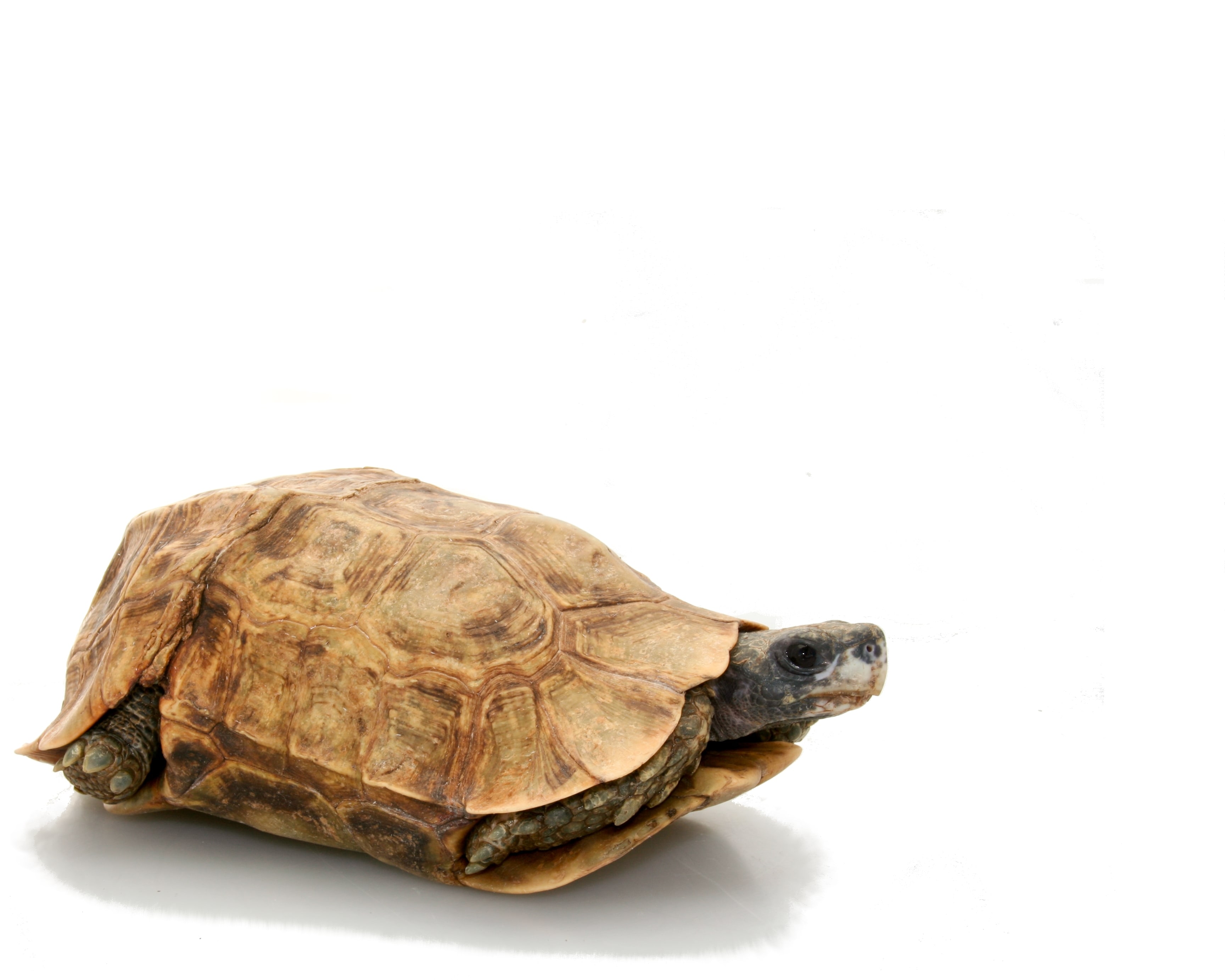 Tortoise Hingeback Hommes Forest, Cal Zoo photo archive