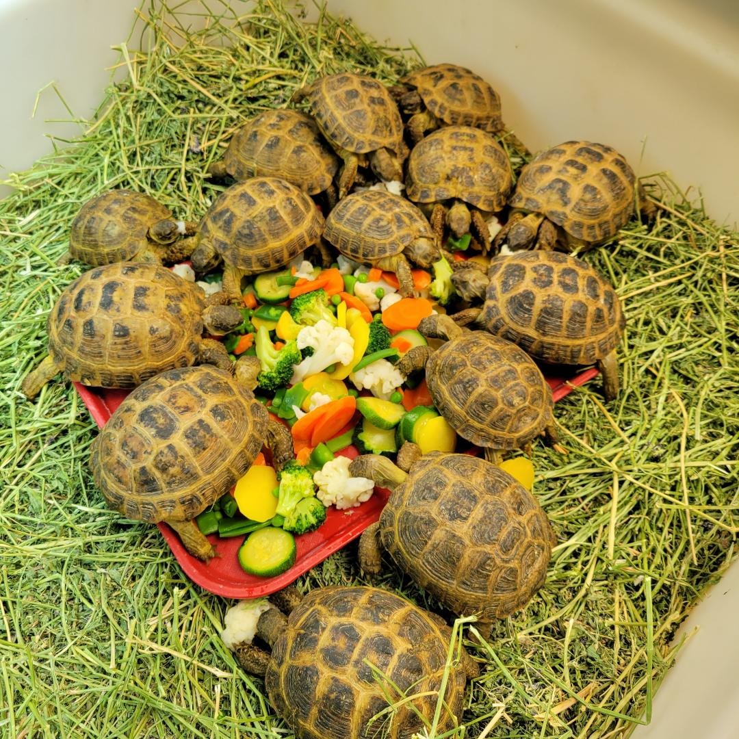 Tortoise Russian Group, Cal Zoo photo archive