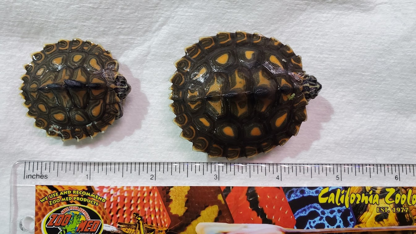 Yellow Blotch Hatchlings, Cal Zoo photo archive
