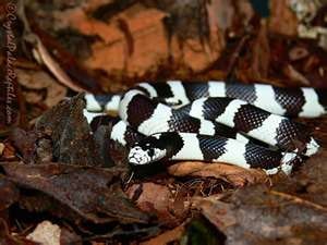Brazilian rainbow boa