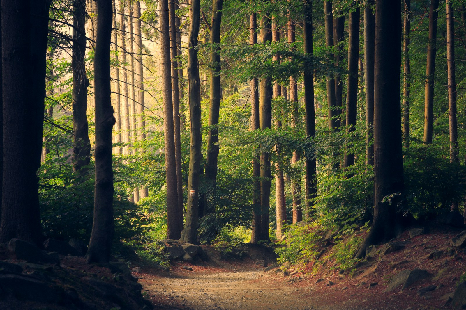 A wooded trail in soft morning light