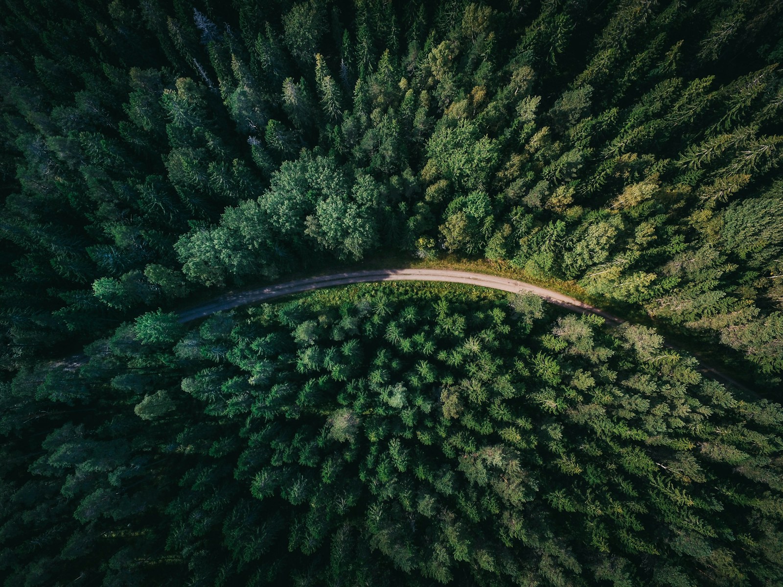 Forest road leading through dense Michigan timber