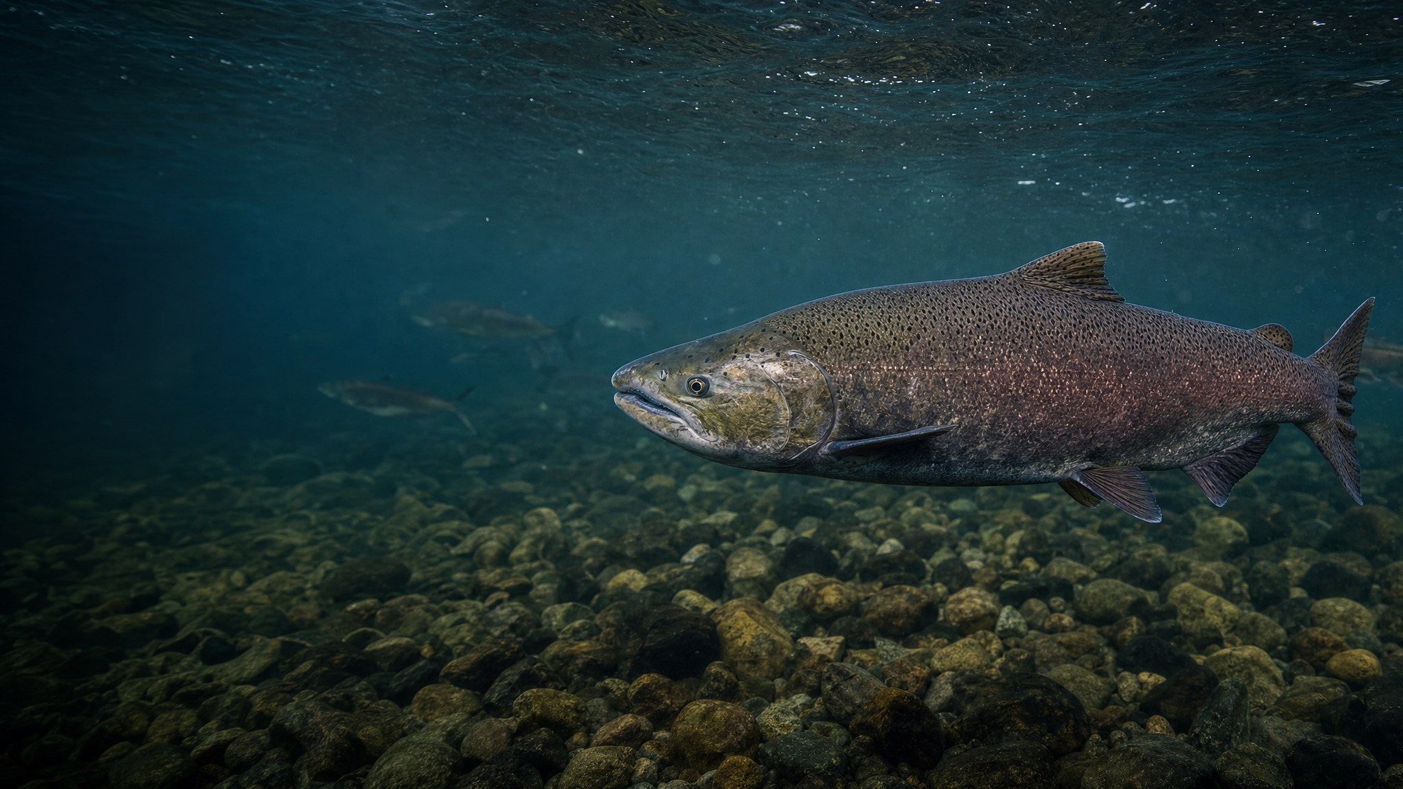 Fish moving through clear river water