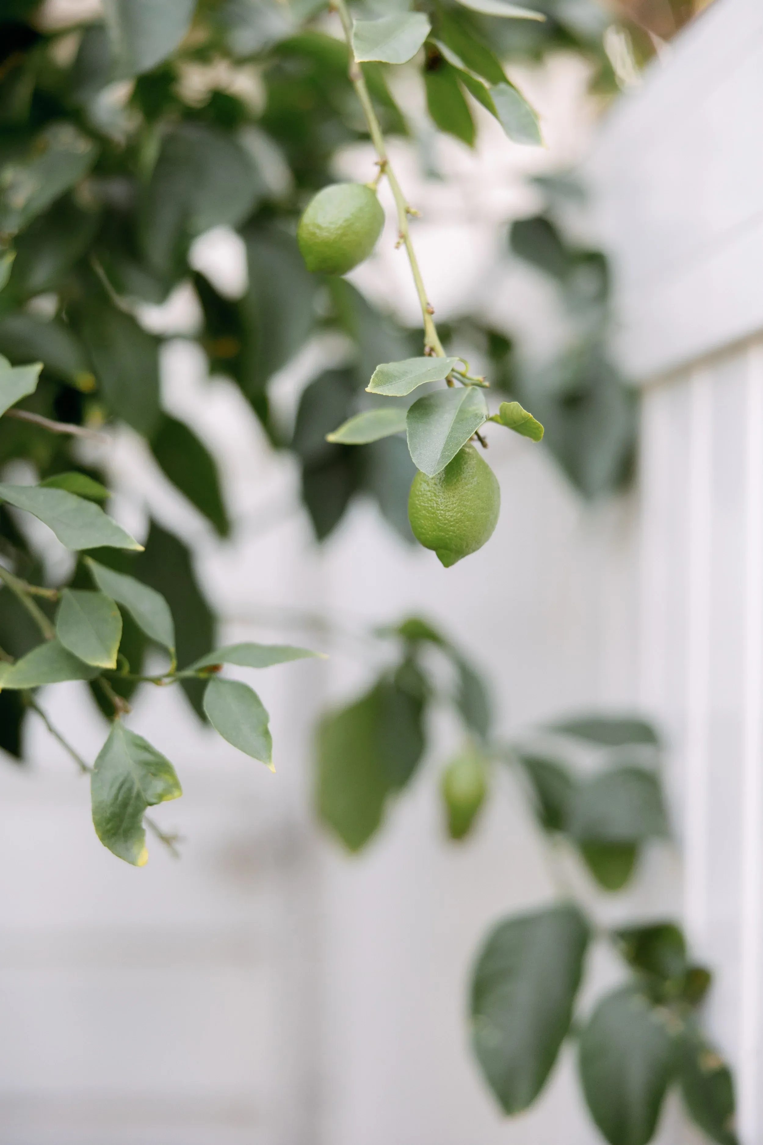 Lemons growing on a garden tree