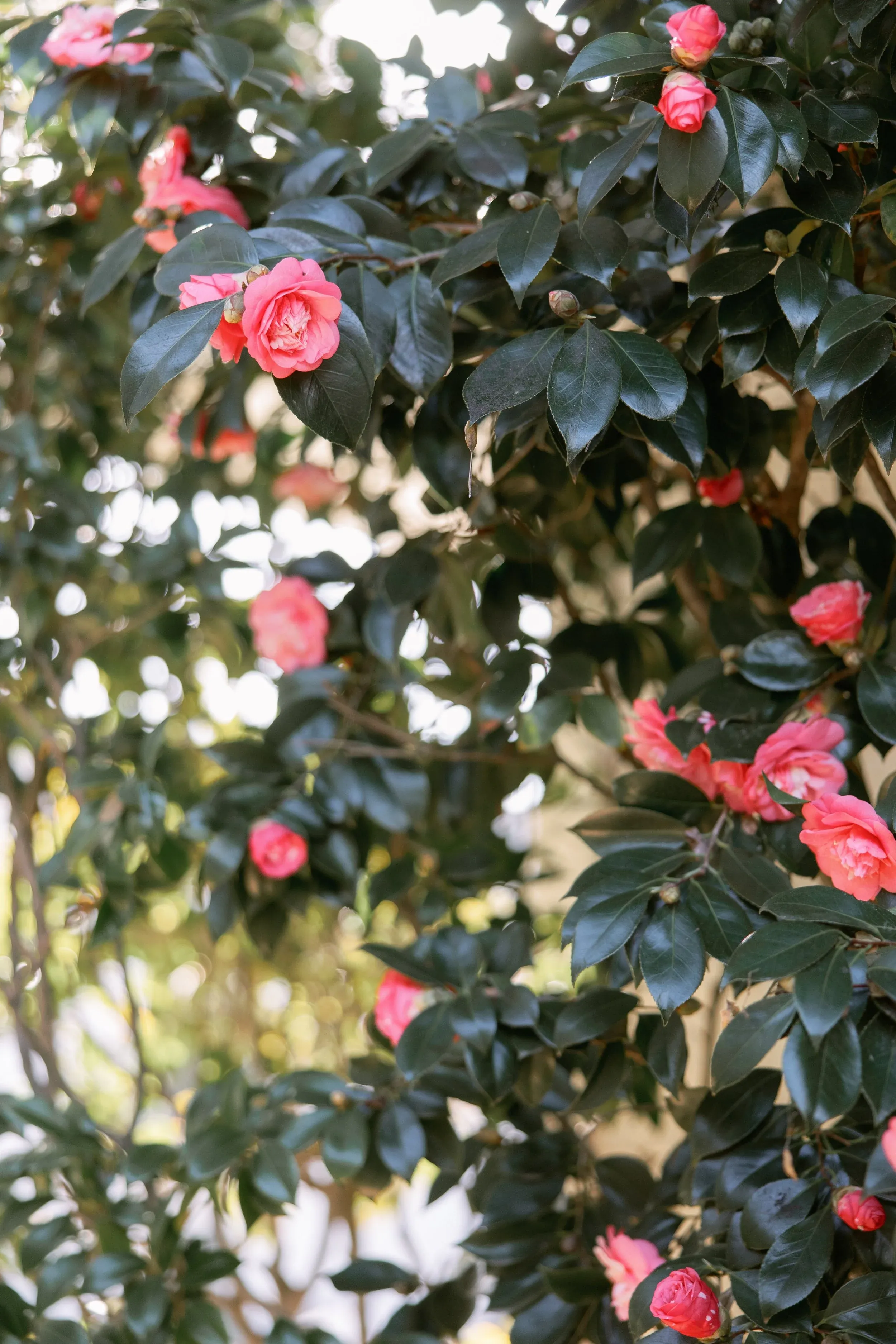 Roses growing in the garden