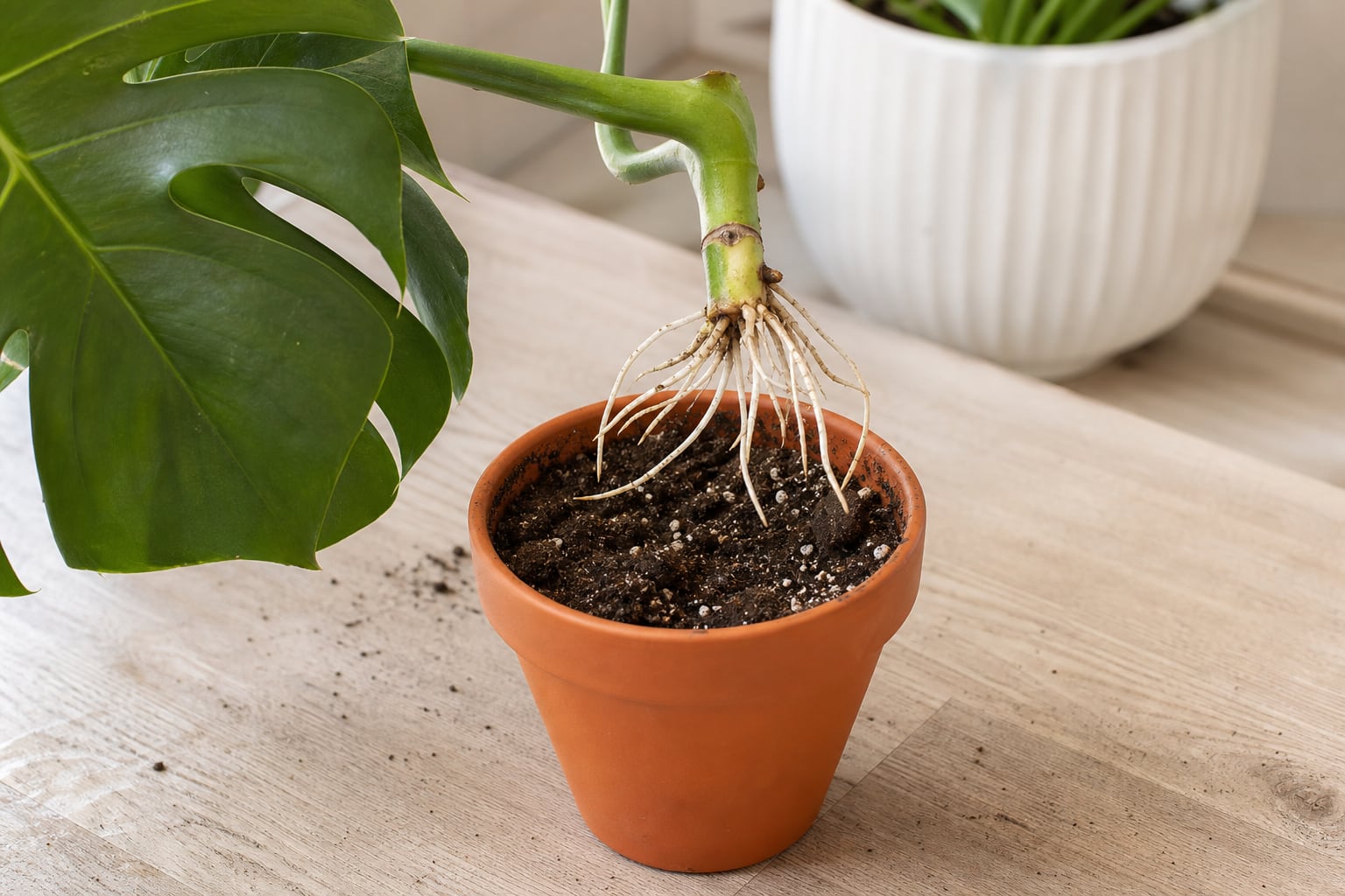 Rooted Monstera cutting held above a small terracotta pot with houseplant mix
