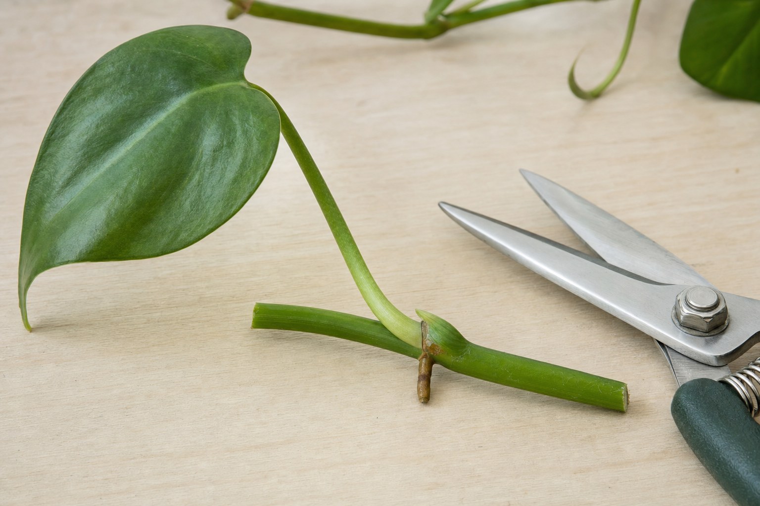 Heartleaf philodendron cutting with a visible node beside pruning shears