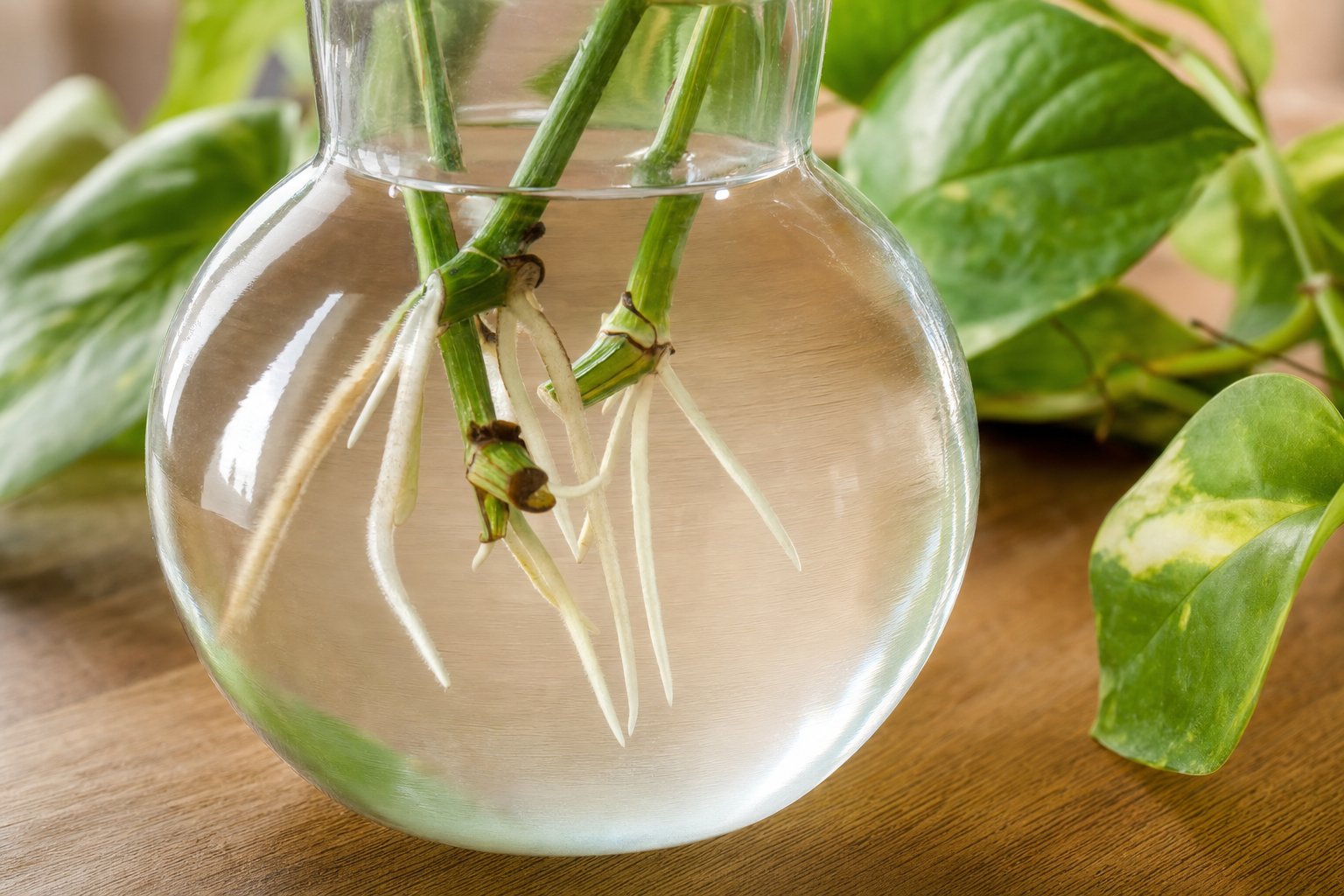 White roots growing from pothos cuttings in a clear glass vessel
