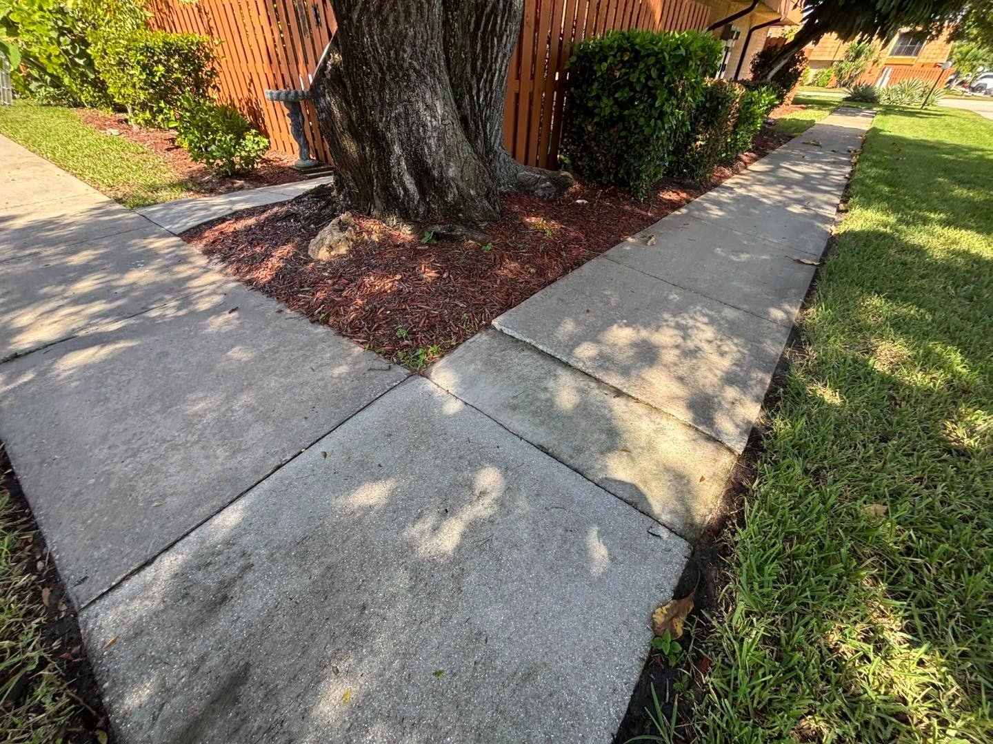 Concrete sidewalk dividing around a tree bed bordered by lawn and mulch