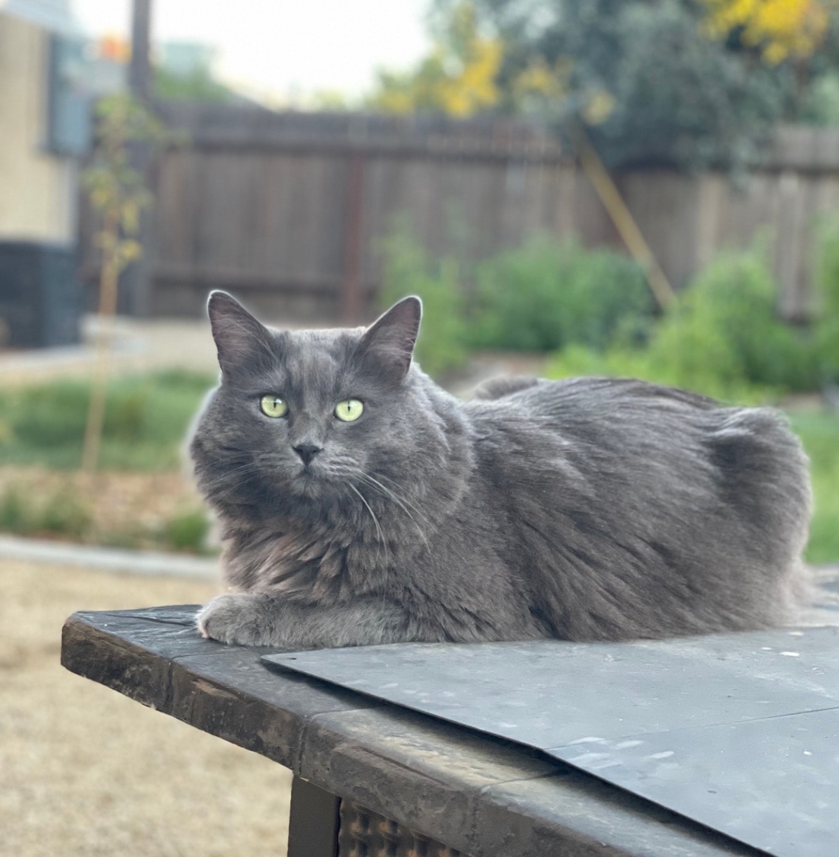 Ramses, Diana's gray cat, resting outdoors