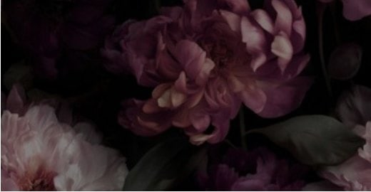 Deep plum peonies and leaves on a black ground