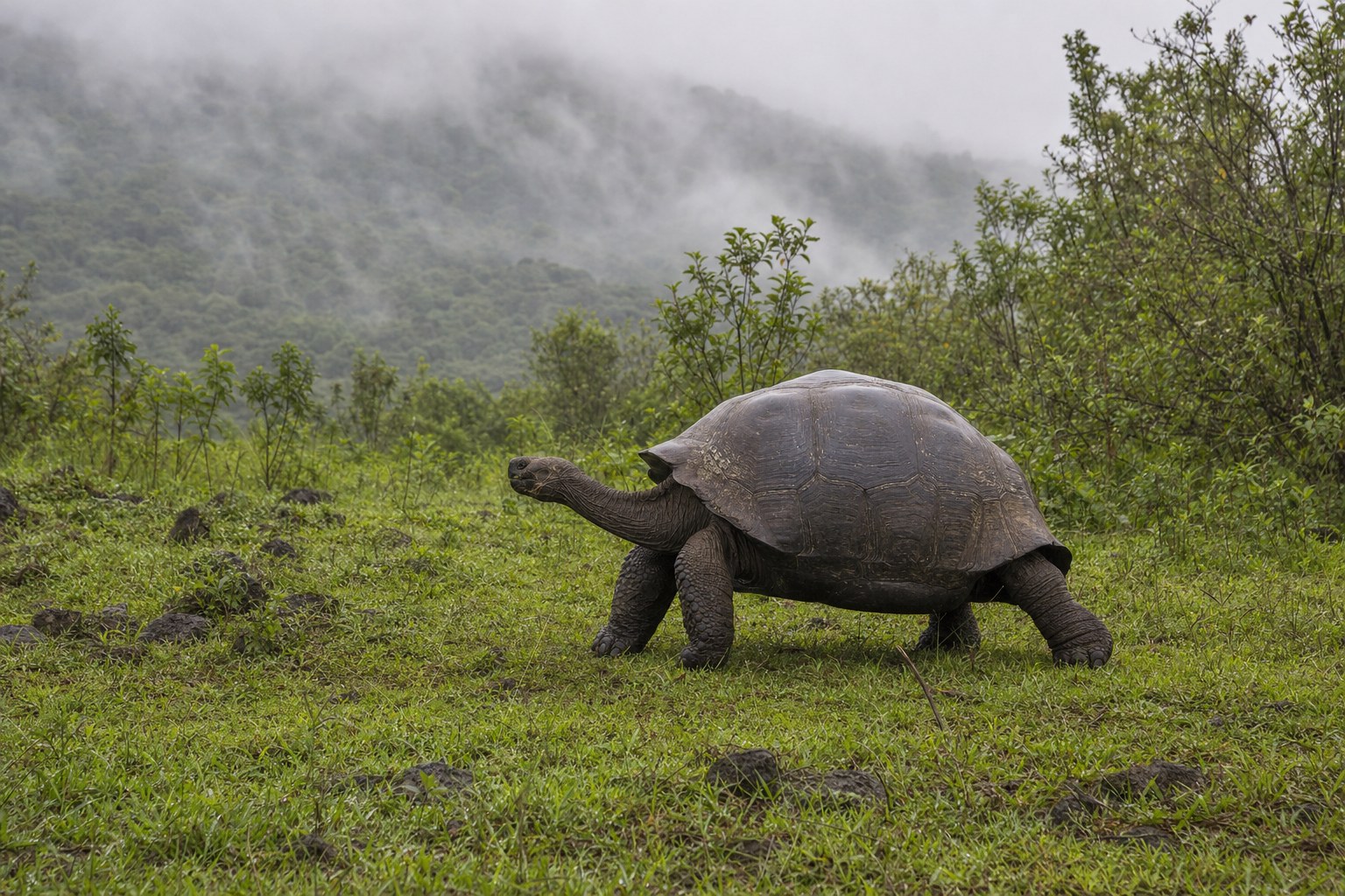 Galápagos giant tortoise walking through misty highland vegetation