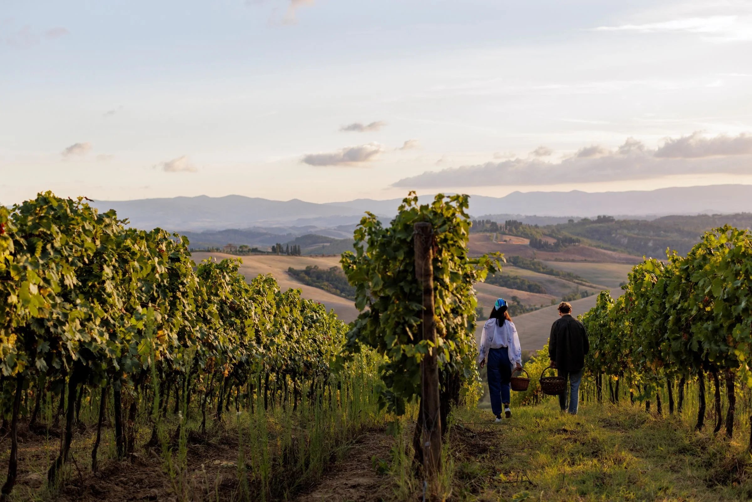 Wine Country travel scene