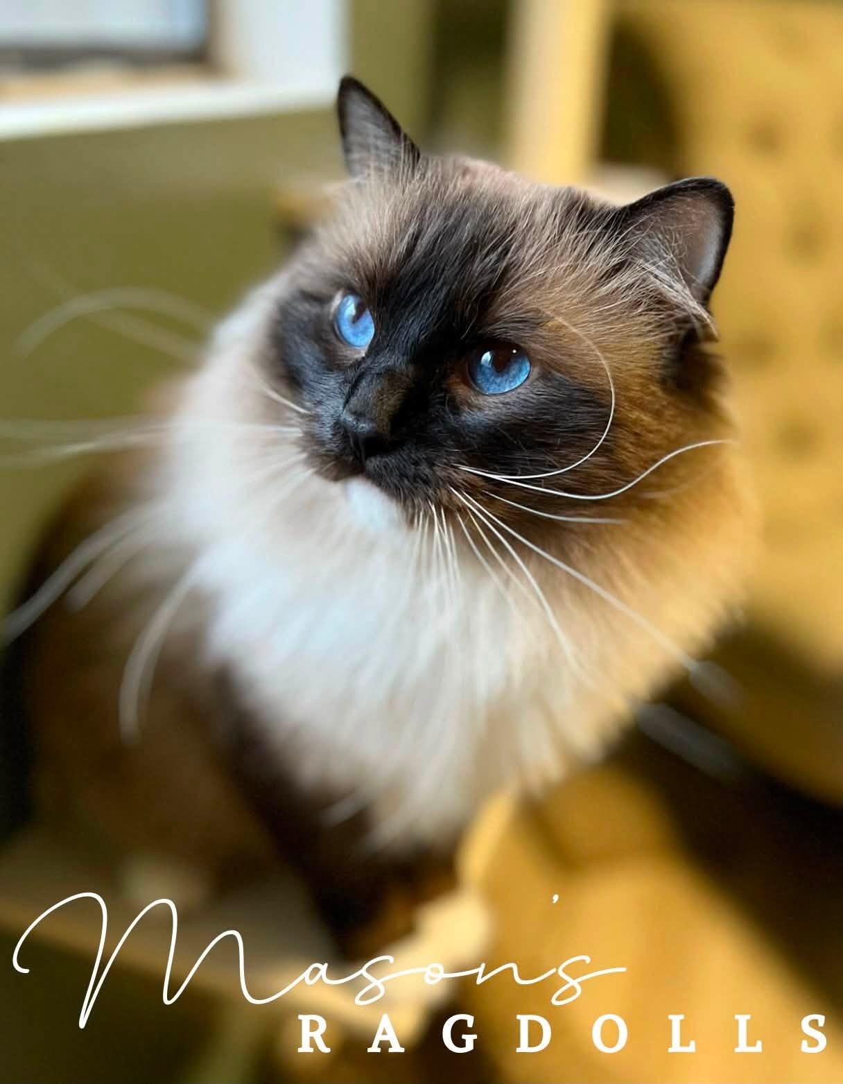 Fuzzybunz Asher of Mason's Ragdolls