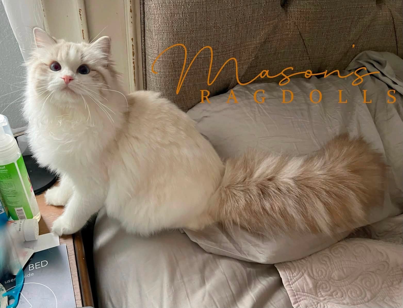Romanragdolls Ell of Mason's Ragdolls