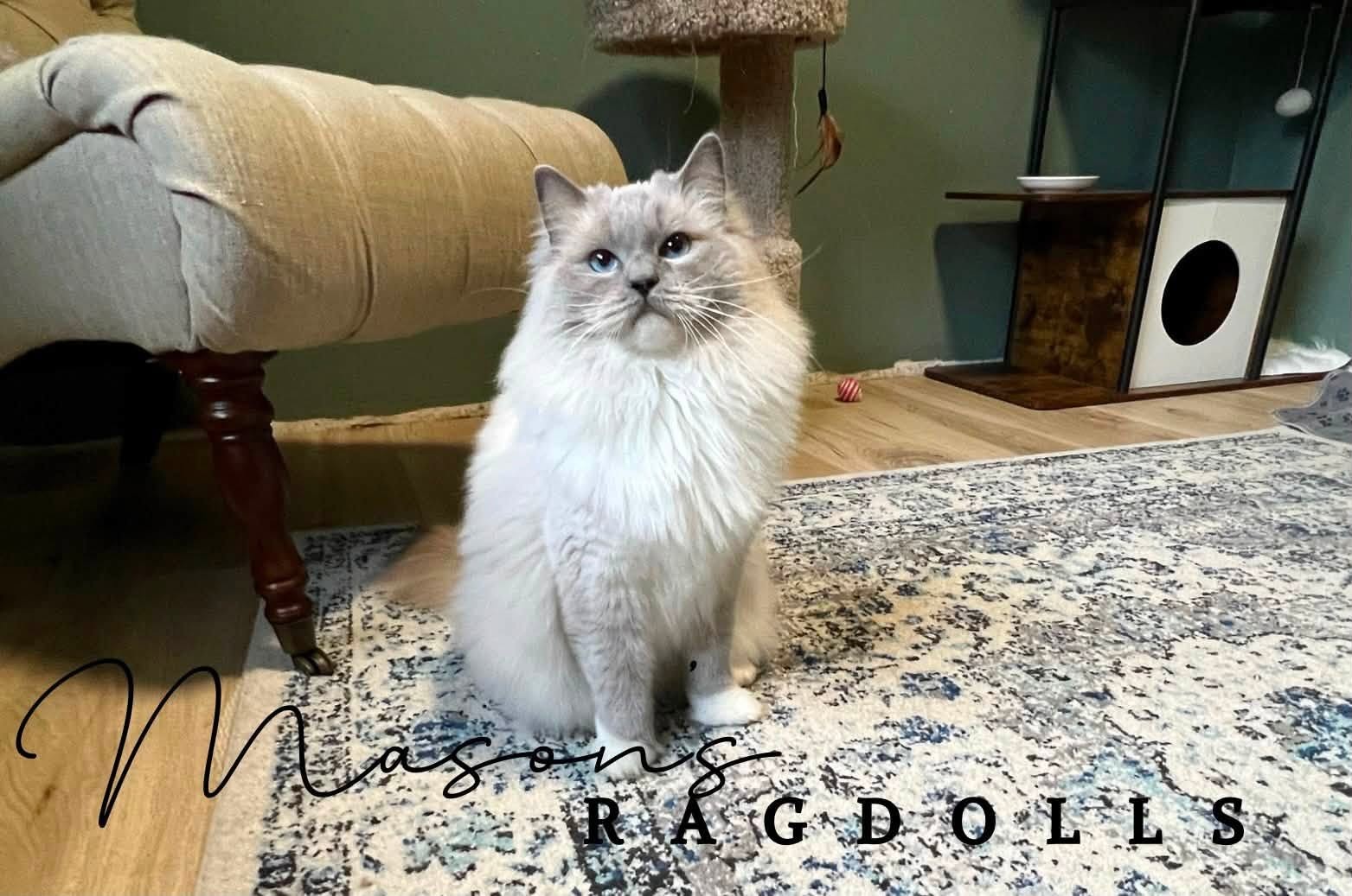 Silvermaple Jack of Mason's Ragdolls