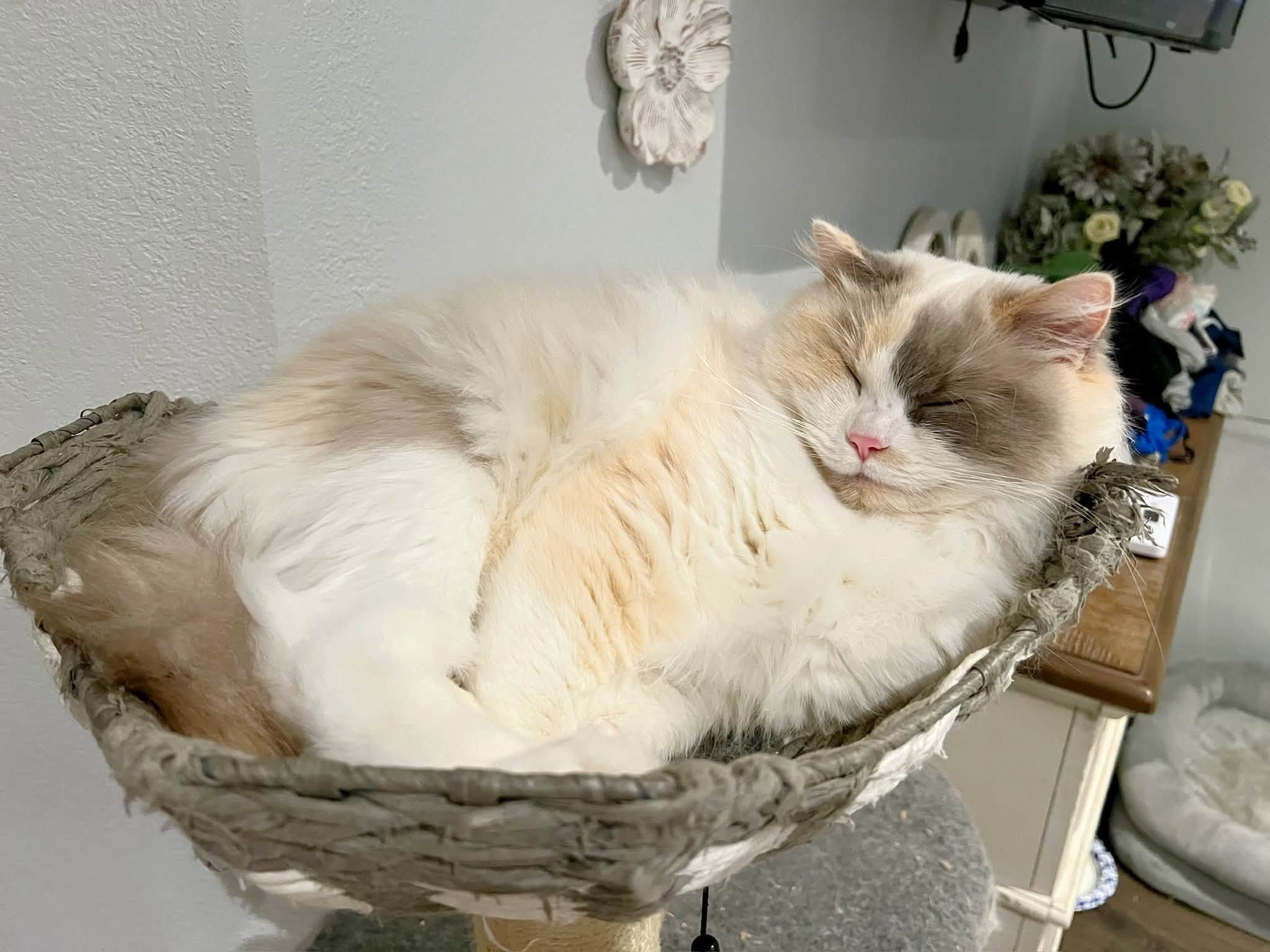 Fuzzybunz Kiry of Mason's Ragdolls