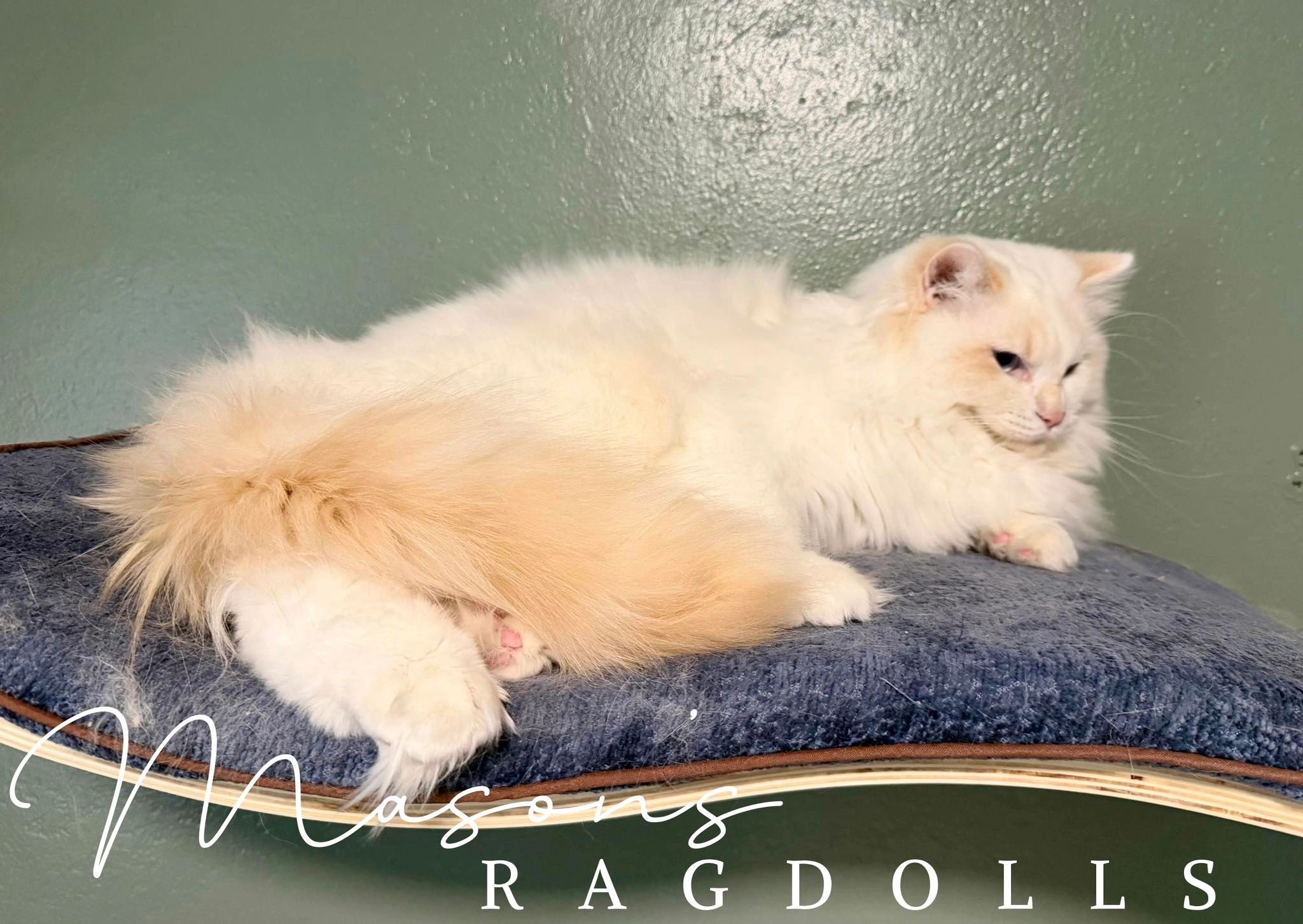 Mason's Ragdolls Mufasa, known as MoFo