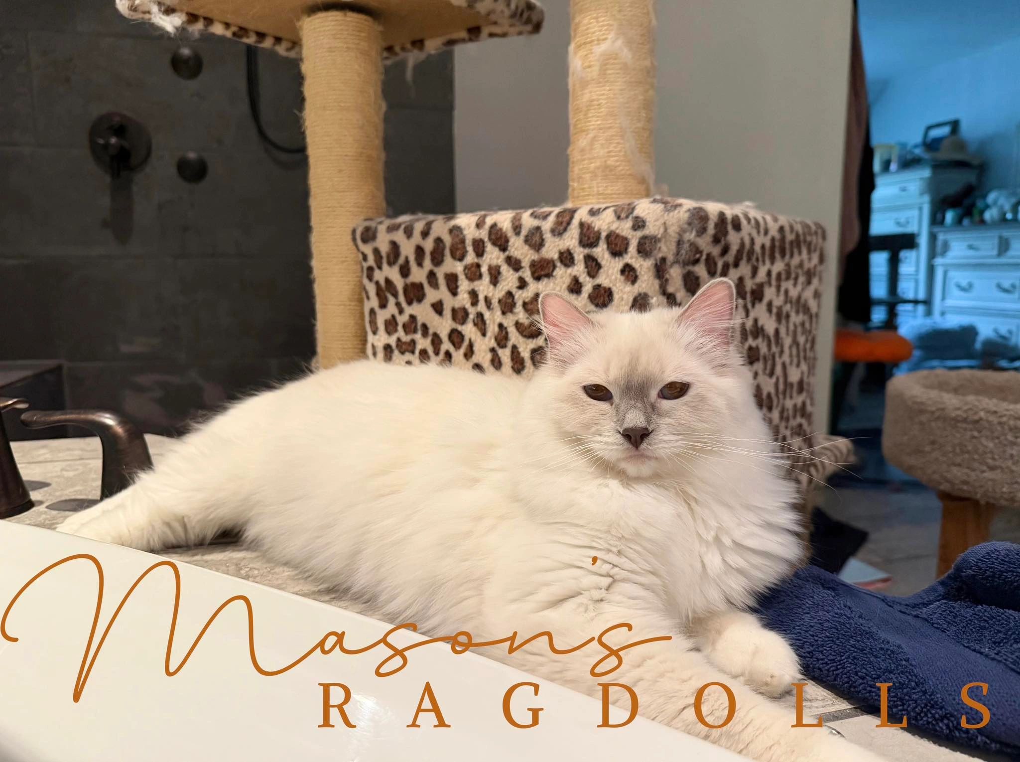 Mason's Ragdolls Orissa