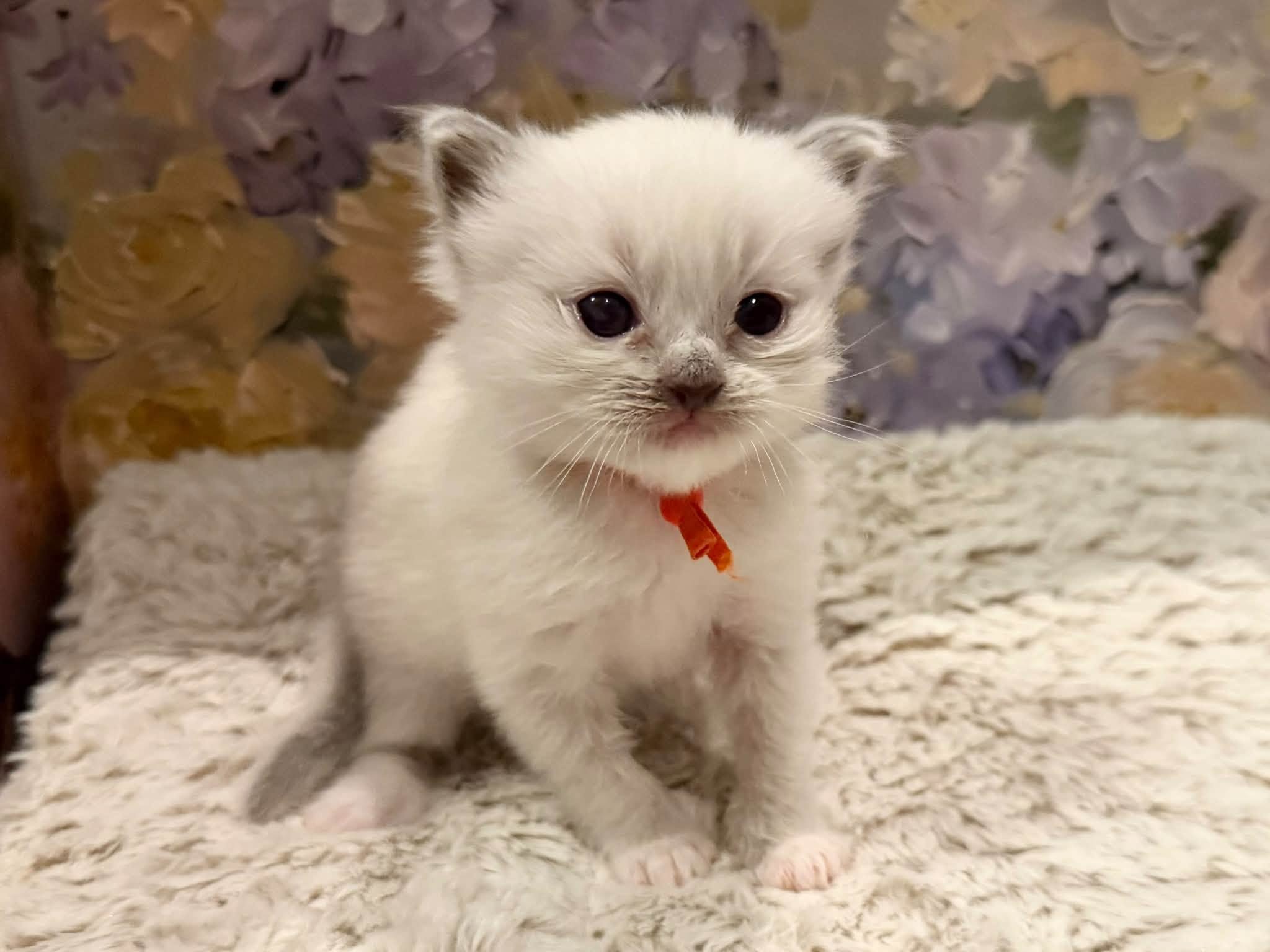 Blue Mitted boy from Romanragdolls Ell and Silvermaple Jack with an orange collar