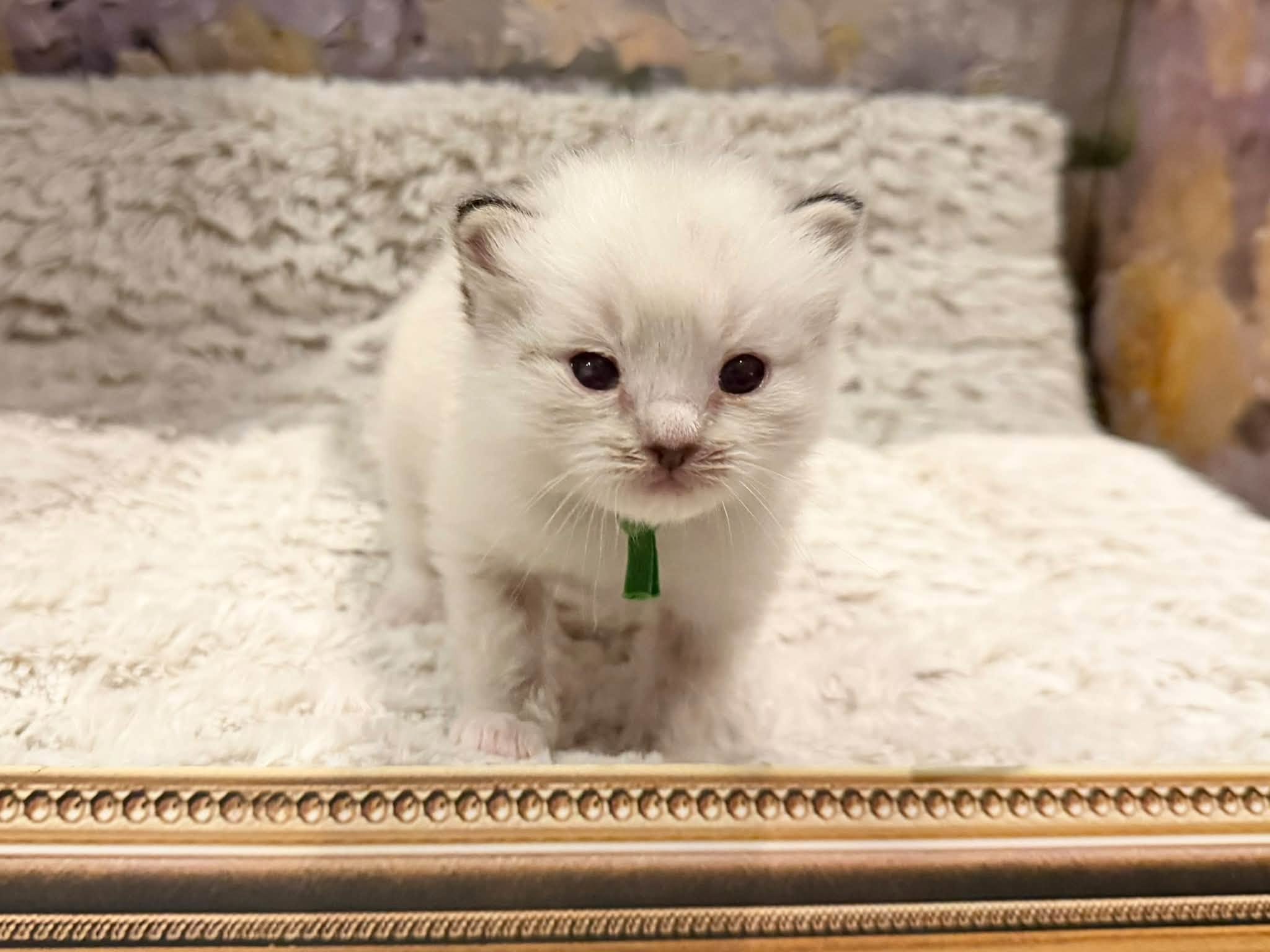 Seal Lynx Mitted boy from Romanragdolls Ell and Silvermaple Jack with a green collar
