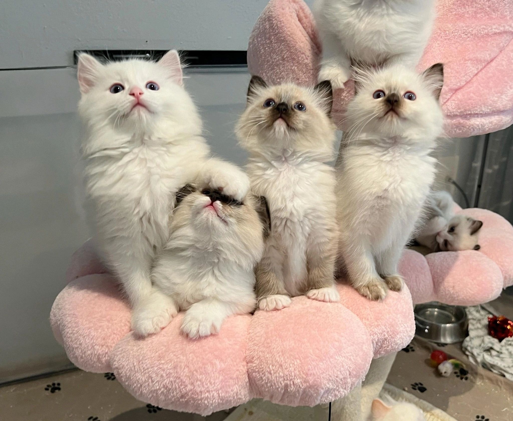 Four Ragdoll kittens resting together