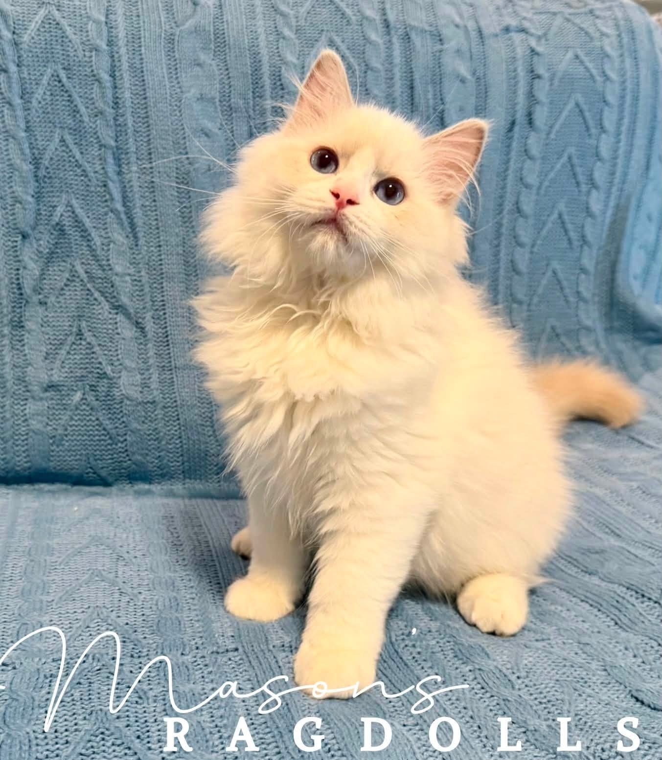 Lilac Bicolor Boy with a red collar