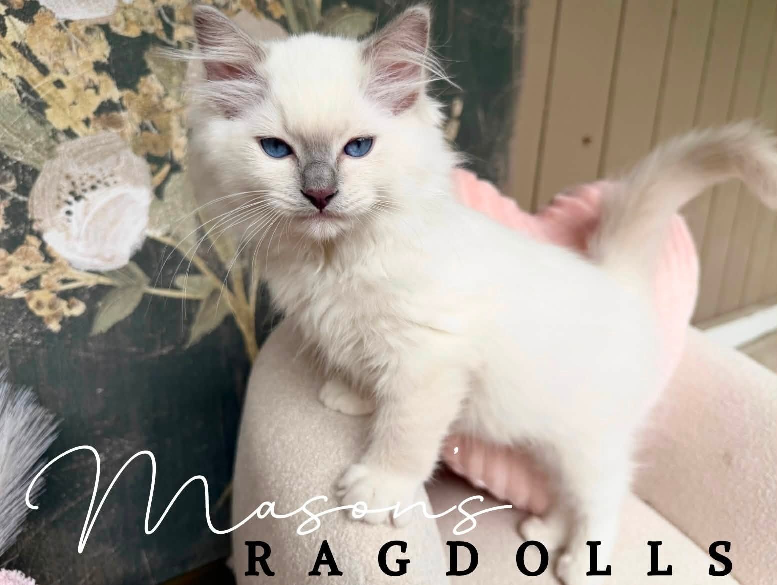 Lilac Point Mitted Boy