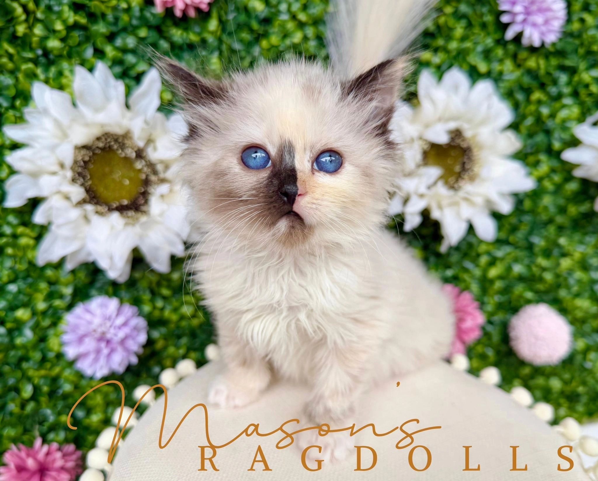 Ragdoll kitten sitting among white flowers