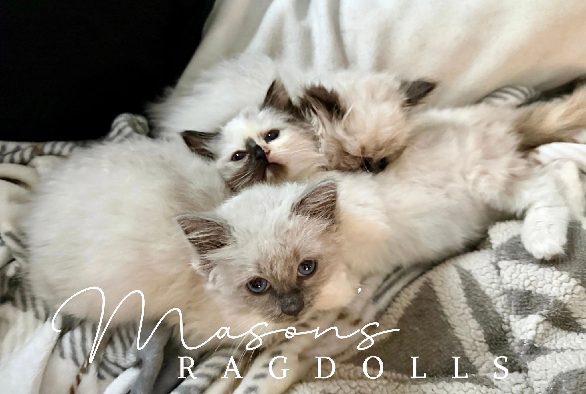Ragdoll kittens resting together