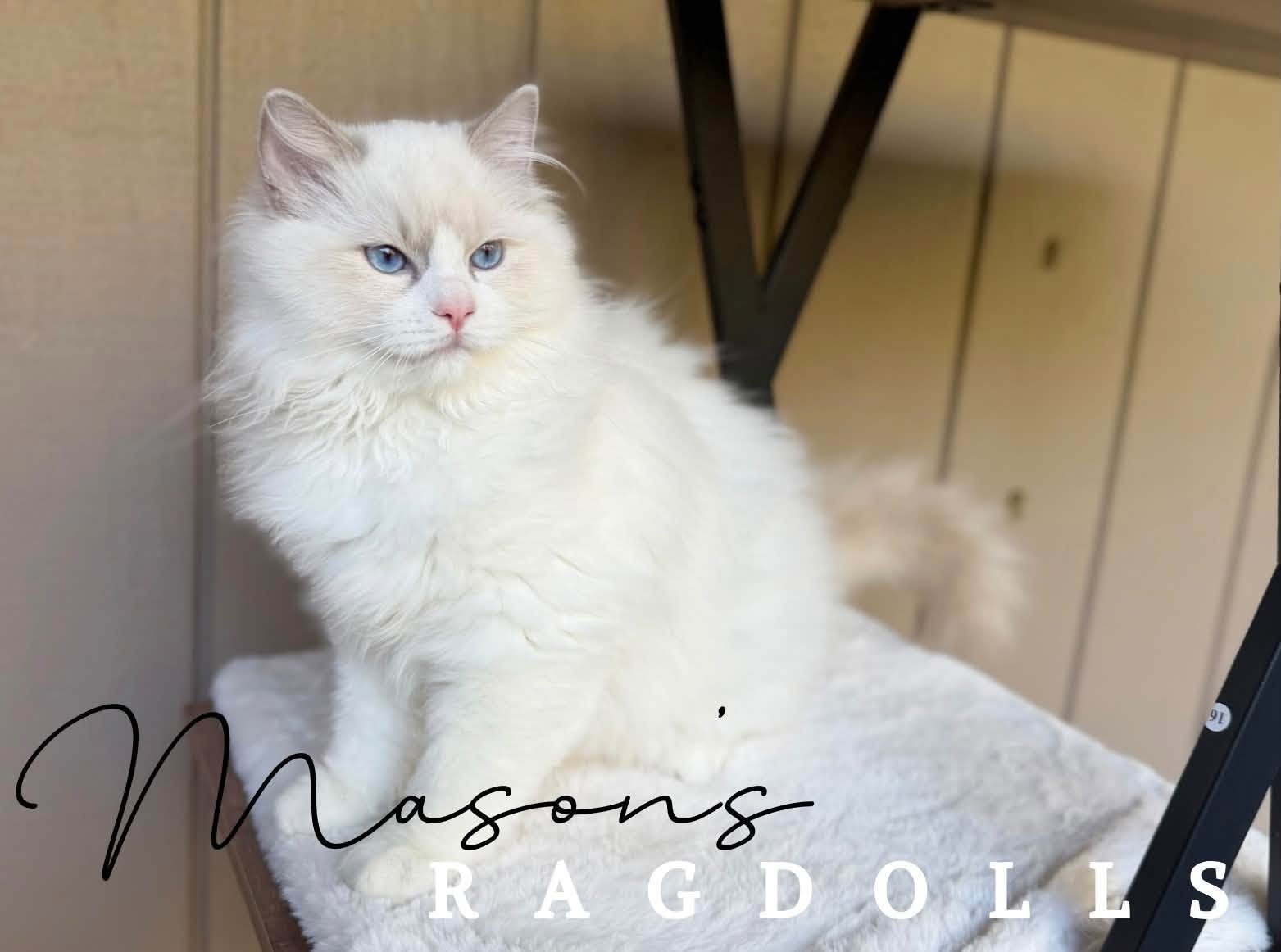 Lilac Bicolor Ragdoll kitten from Mason's Ragdolls