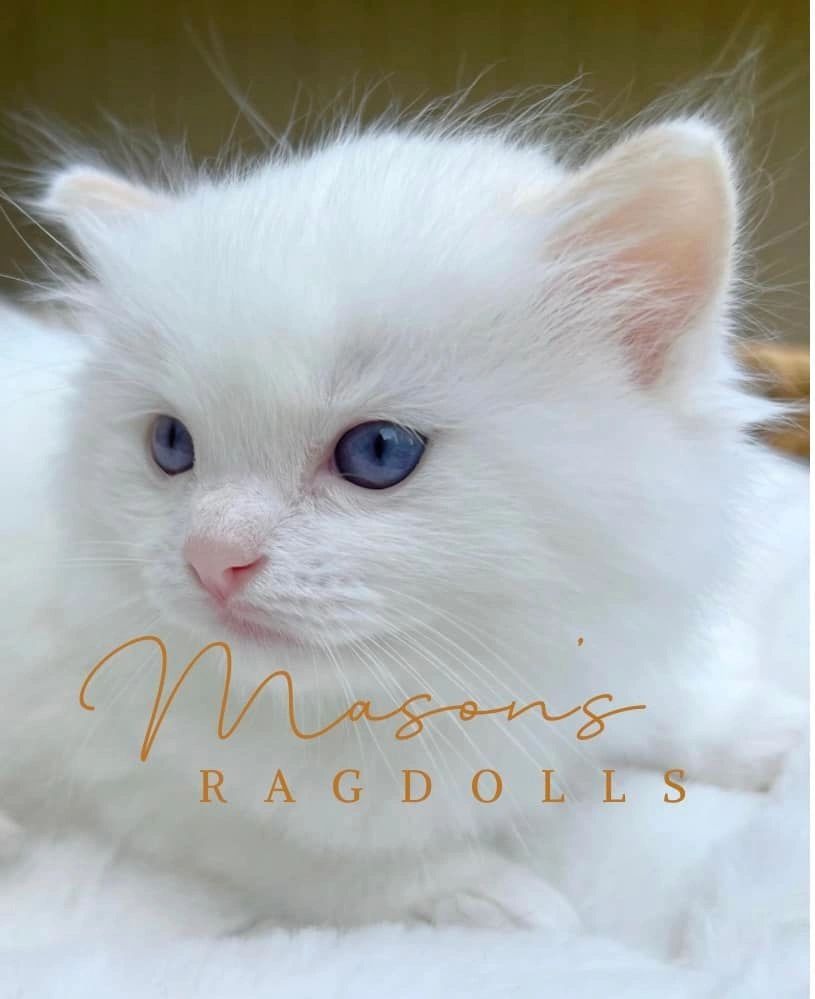 White Ragdoll kitten looking toward the camera