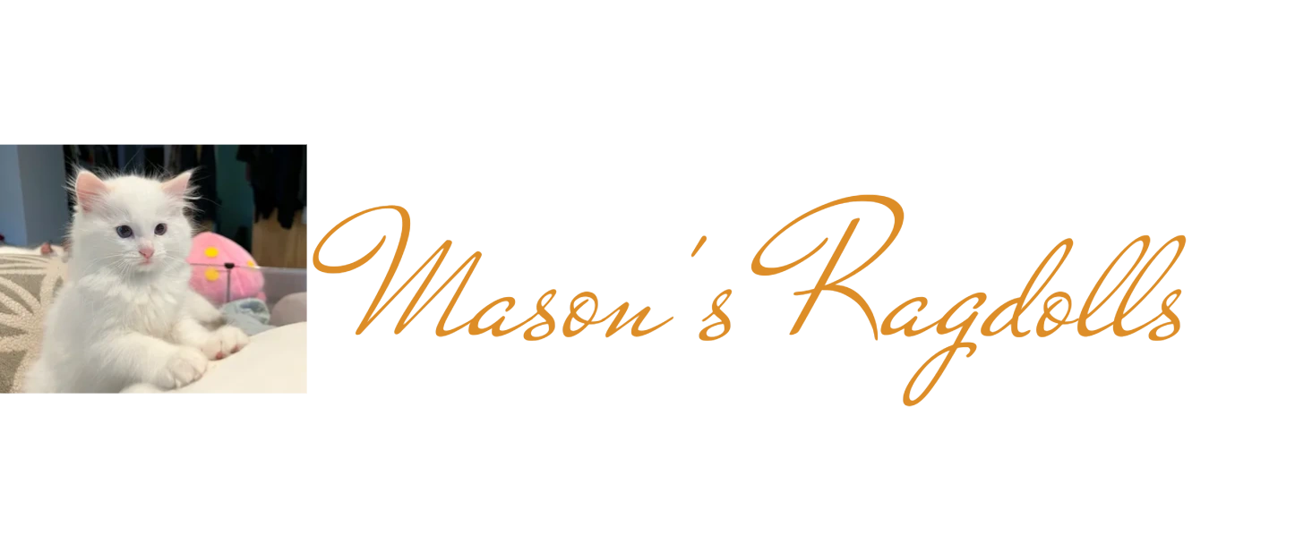 Mason's Ragdolls