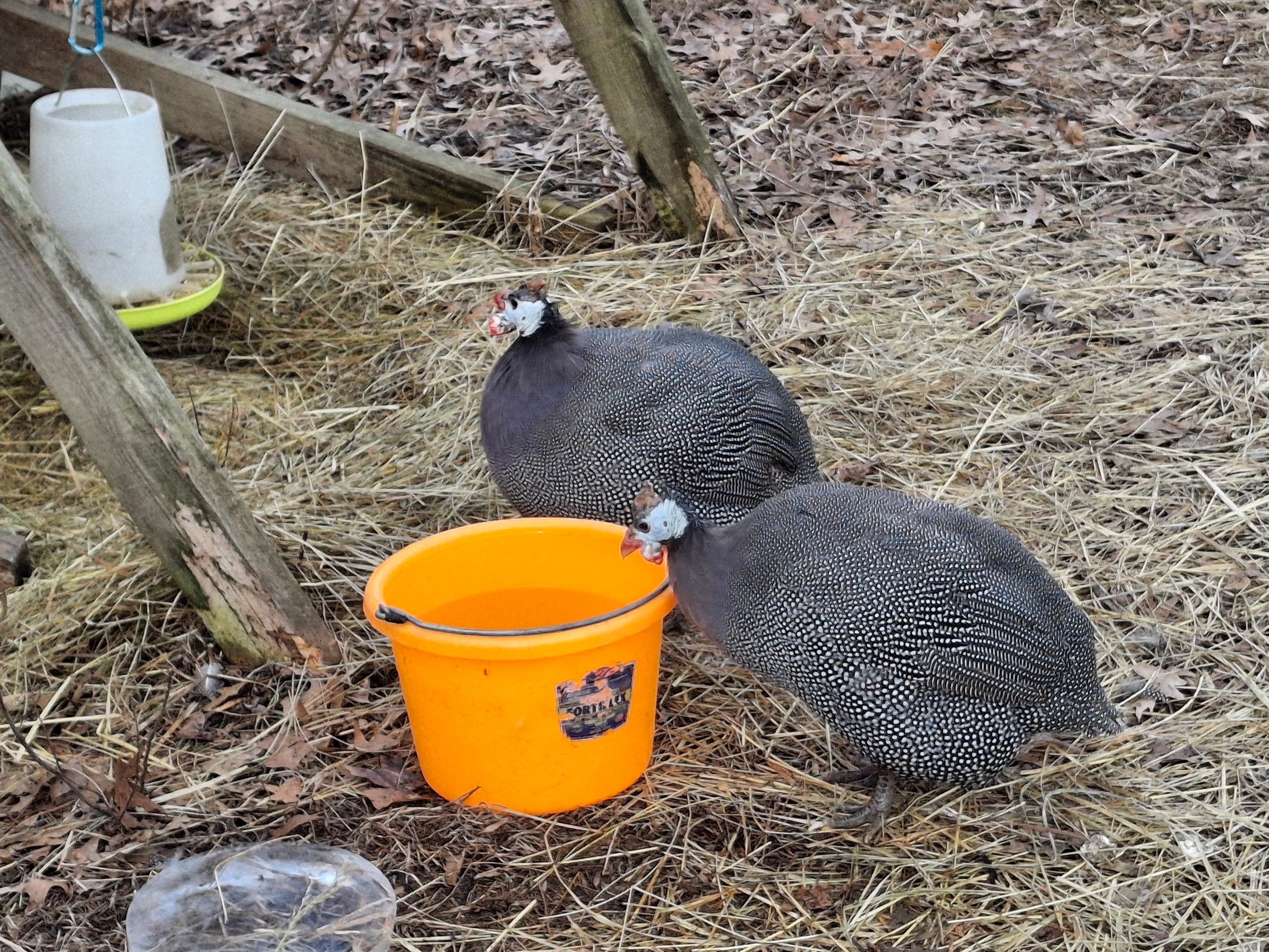 Lucy and Ethel, two guinea fowl, near an orange bucket