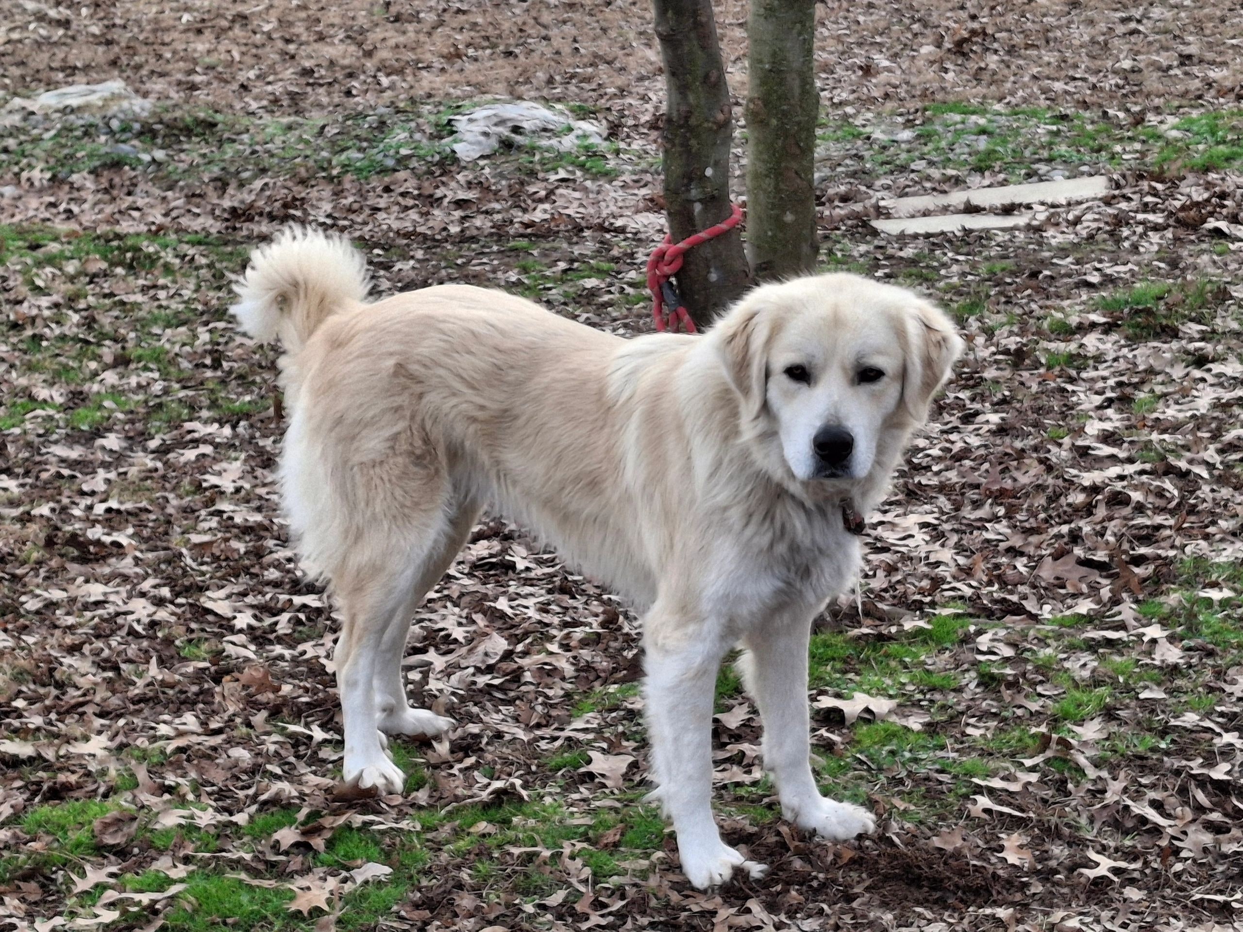 Sheba, a light-colored guardian dog, standing outdoors among leaves