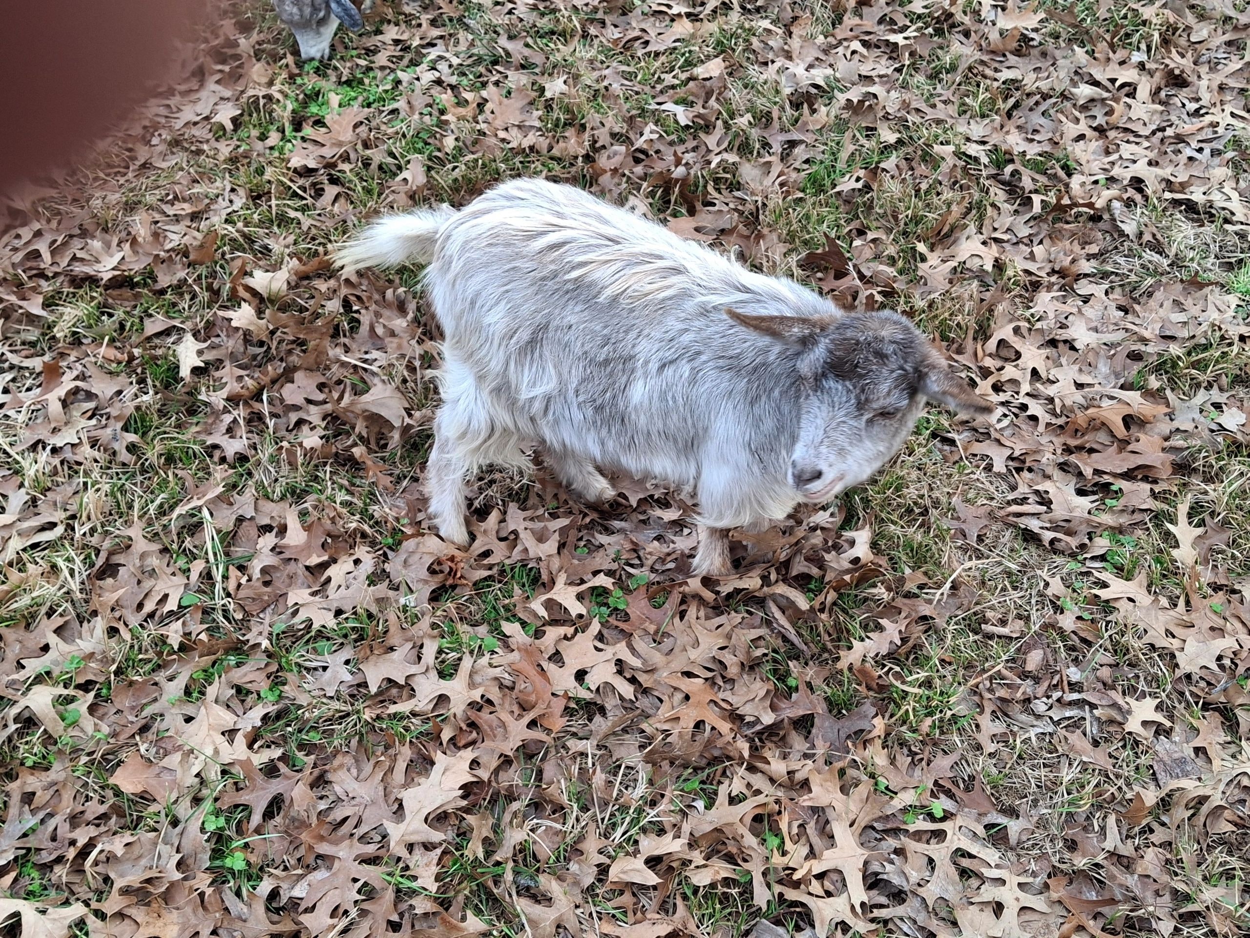 One of the miniature fainting goats at New Sentinel Acres