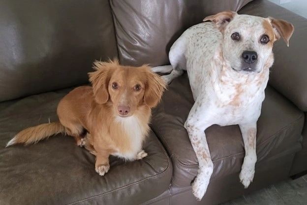 Gizmo and Tigger sitting together on a couch