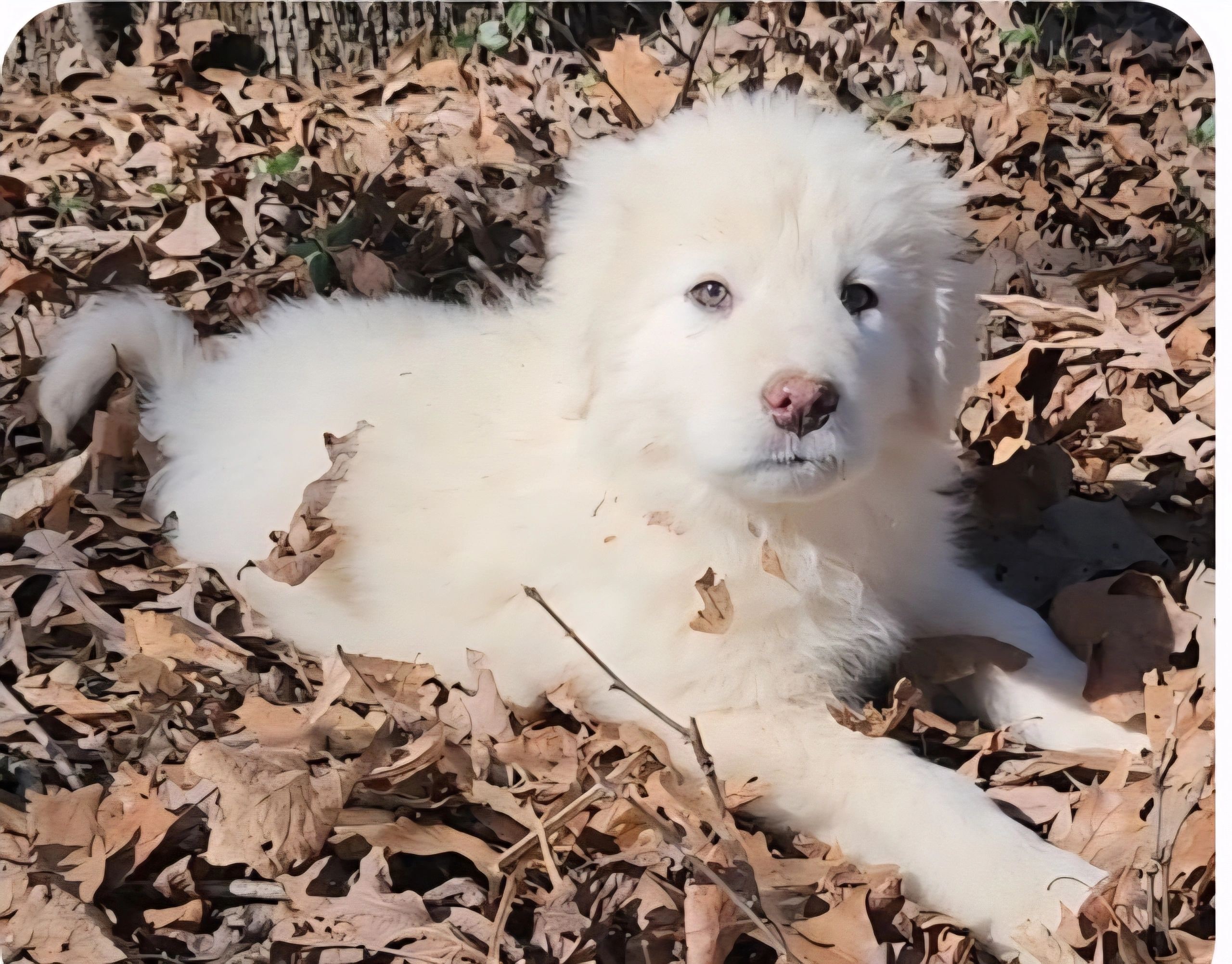 Luna, a young guardian dog, outdoors at New Sentinel Acres