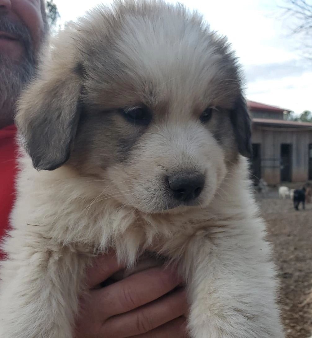 Zeke, a Great Pyrenees guardian dog, standing in a field