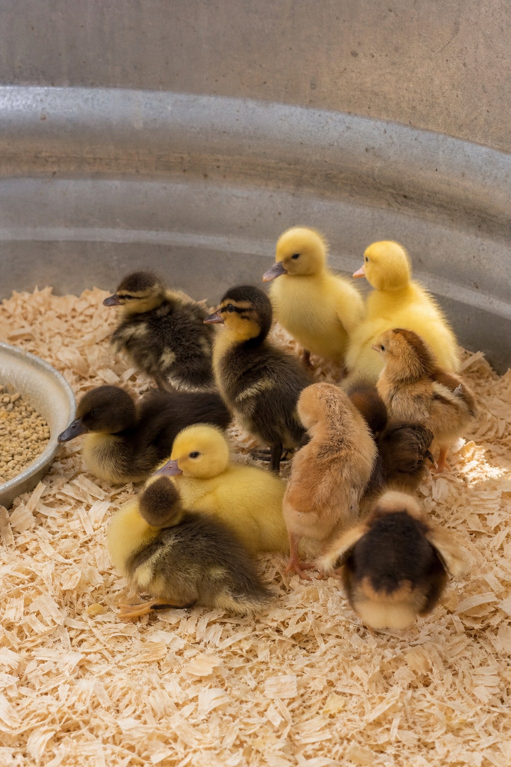 Ducklings and chicks resting on clean bedding in a farm brooder